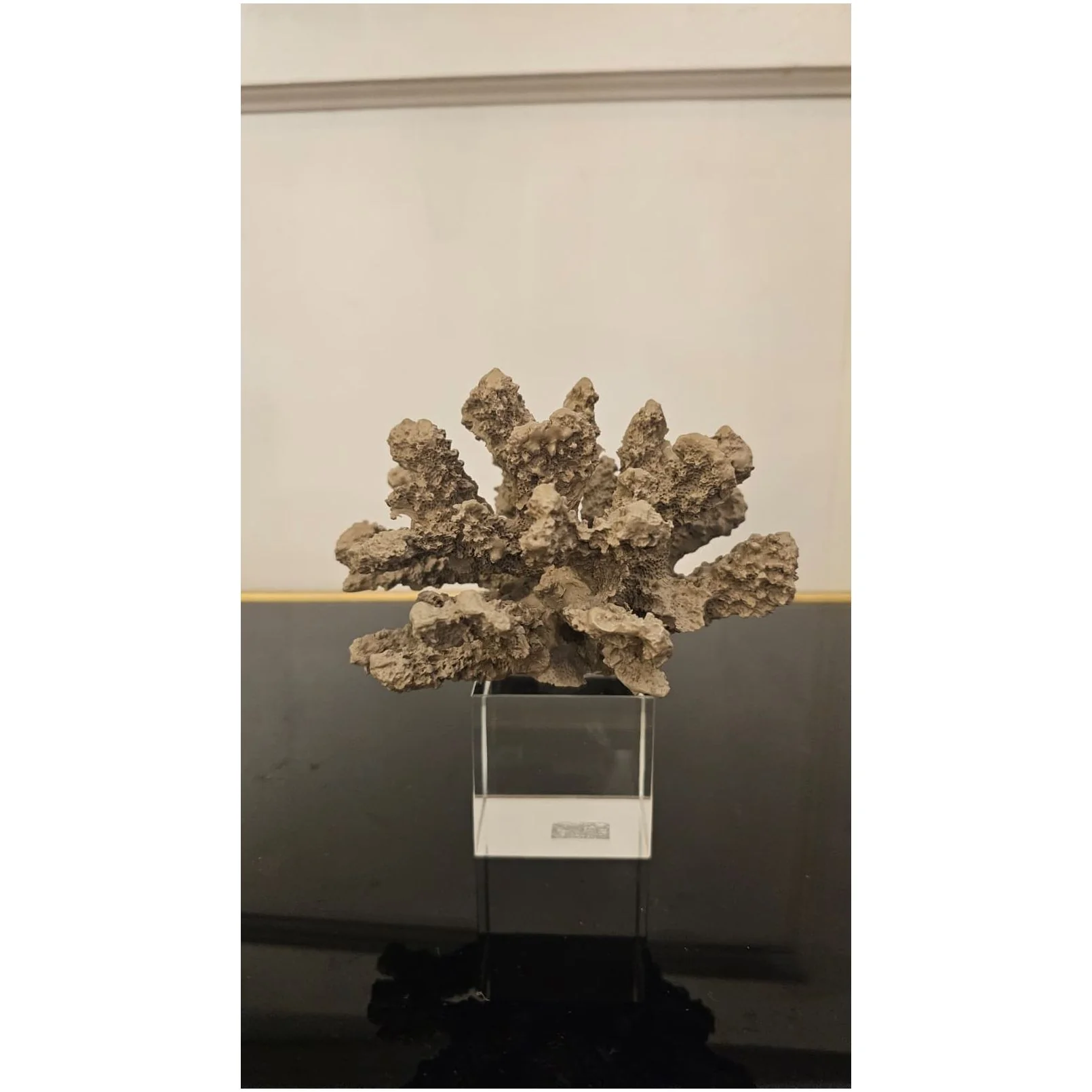 Chiaraela Decoro Corallo medio sabbia su cubo in vetro H14.5 cm