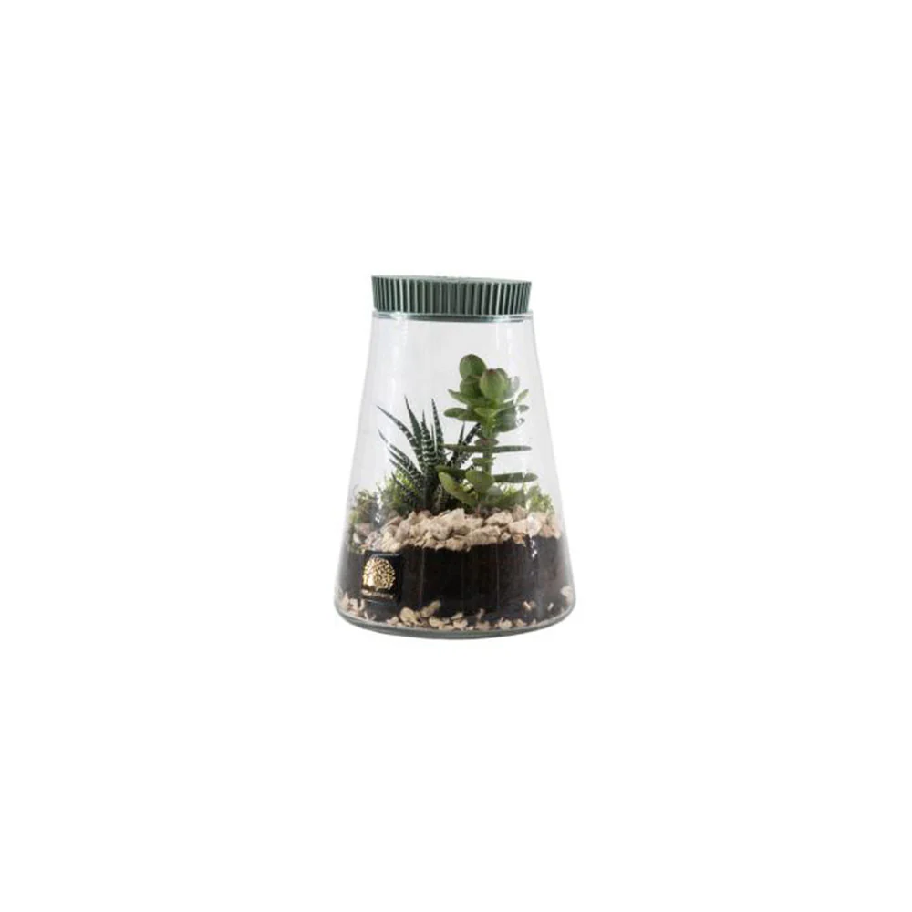 Naturalmente Bomboniere Terrarium con Pianta grassa D14xH21 cm 4 varianti(1 unità) - Image 3