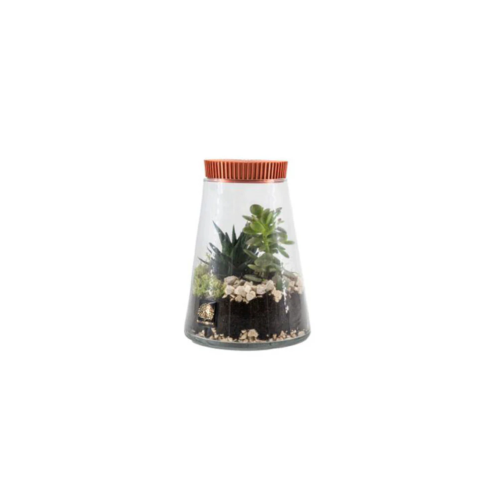 Naturalmente Bomboniere Terrarium con Pianta grassa D14xH21 cm 4 varianti(1 unità) - Image 4