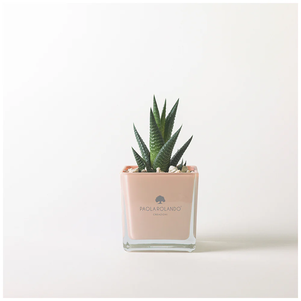 Paola Rolando Pianta grassa Succulent in cubo "Sogno" 8x8xH12 cm 3 varianti(1pz) - Image 3